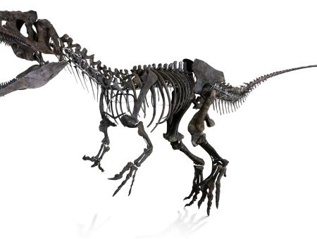 dinosaure carnivore